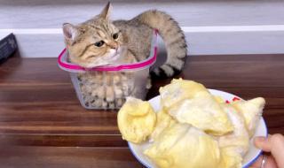 为什么猫咪爱吃榴莲